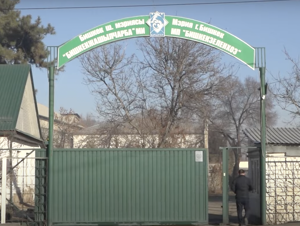 Ущерб в 800 млн сомов. ГКНБ выявил коррупционную схему в «Бишкекзеленхозе» — Today.kg