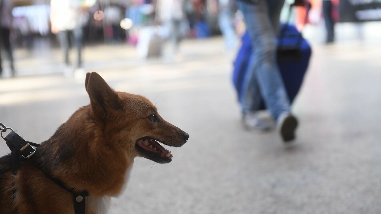 В аэропорту «Манас» хотят использовать собак для определения больных COVID-19 — Today.kg