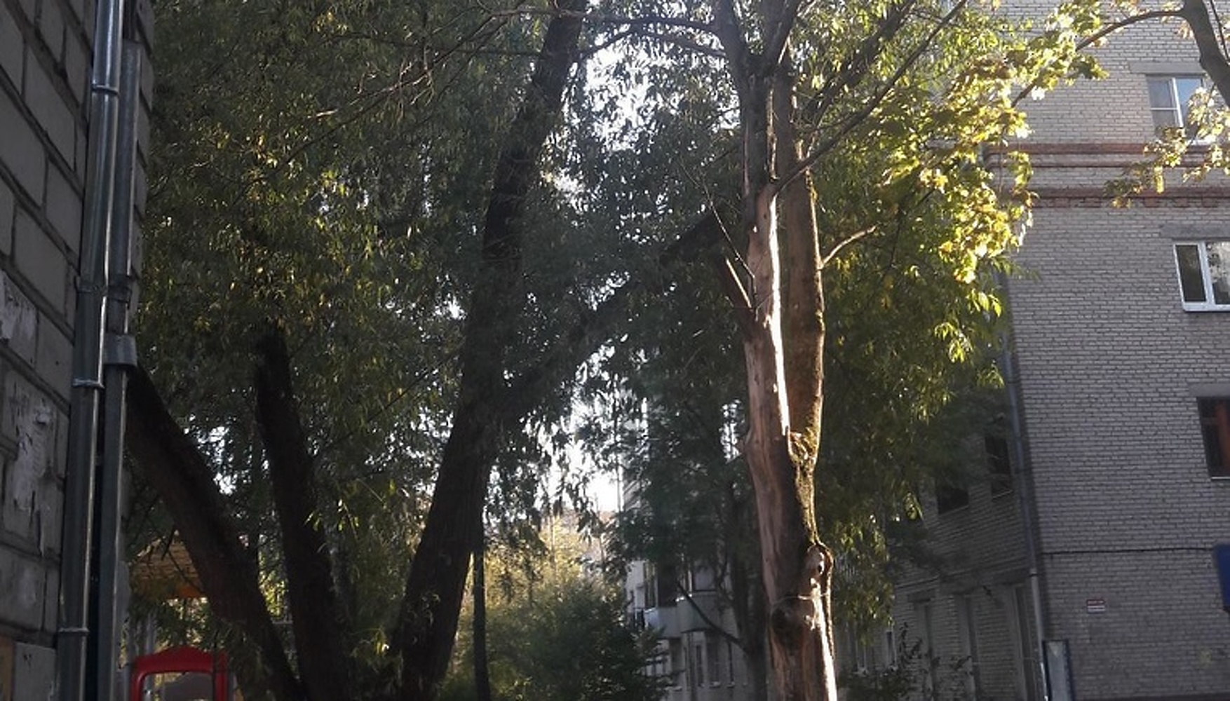 Куда сообщать, если увидели аварийное дерево в Бишкеке? Номера телефонов — Today.kg