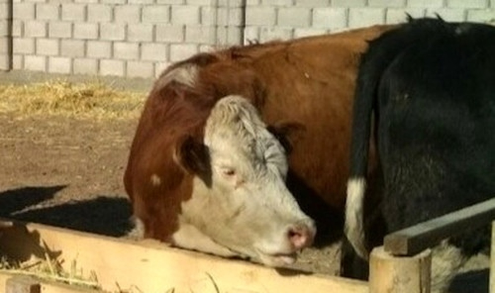 В пунктах искусственного осеменения животных на 1 июля осеменили свыше 58 тыс. голов коров — Today.kg