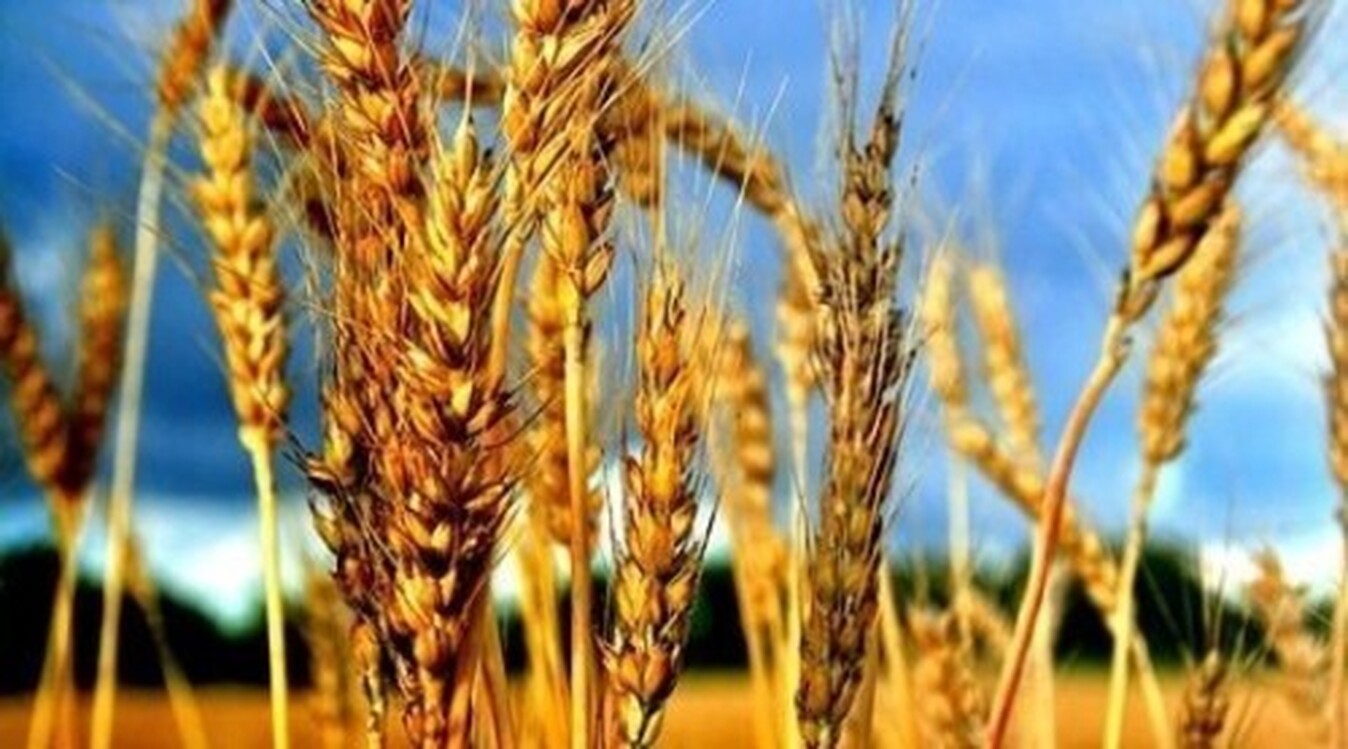 Госантимонополия рассказала, по какой цене Кыргызстан закупает пшеницу из Казахстана — Today.kg