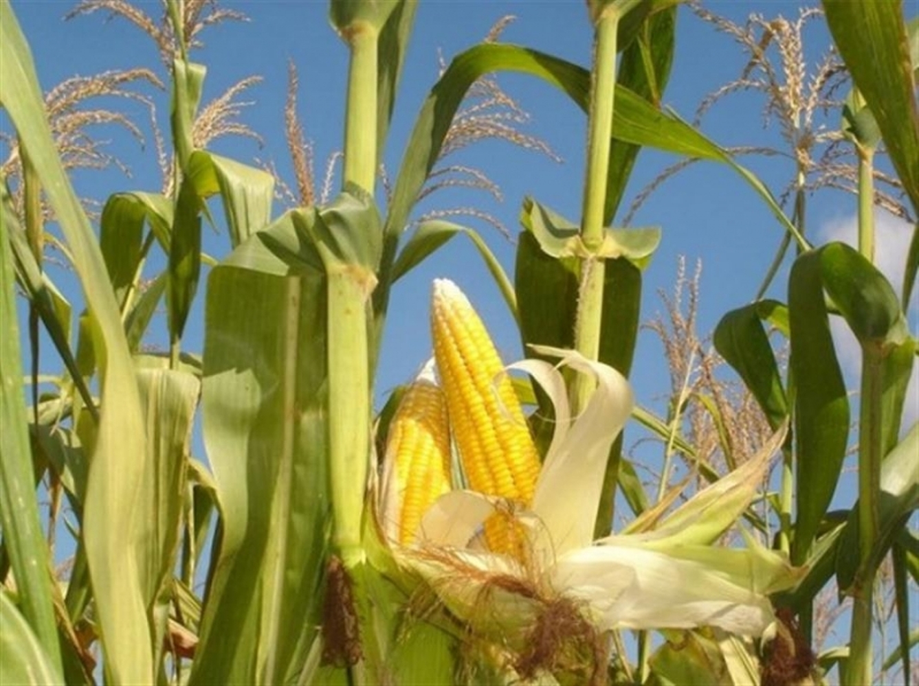 Минсельхоз представил гибридный питомник кукурузы, высота стебля которого достигает 4,5 метра — Today.kg