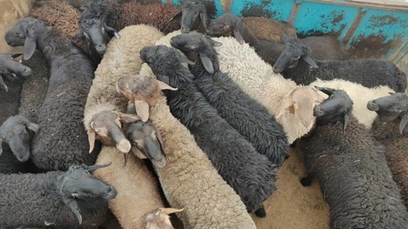 Кыргызстанец пытался незаконно переправить в Узбекистан мелкий рогатый скот на 450 тыс. сомов — Today.kg