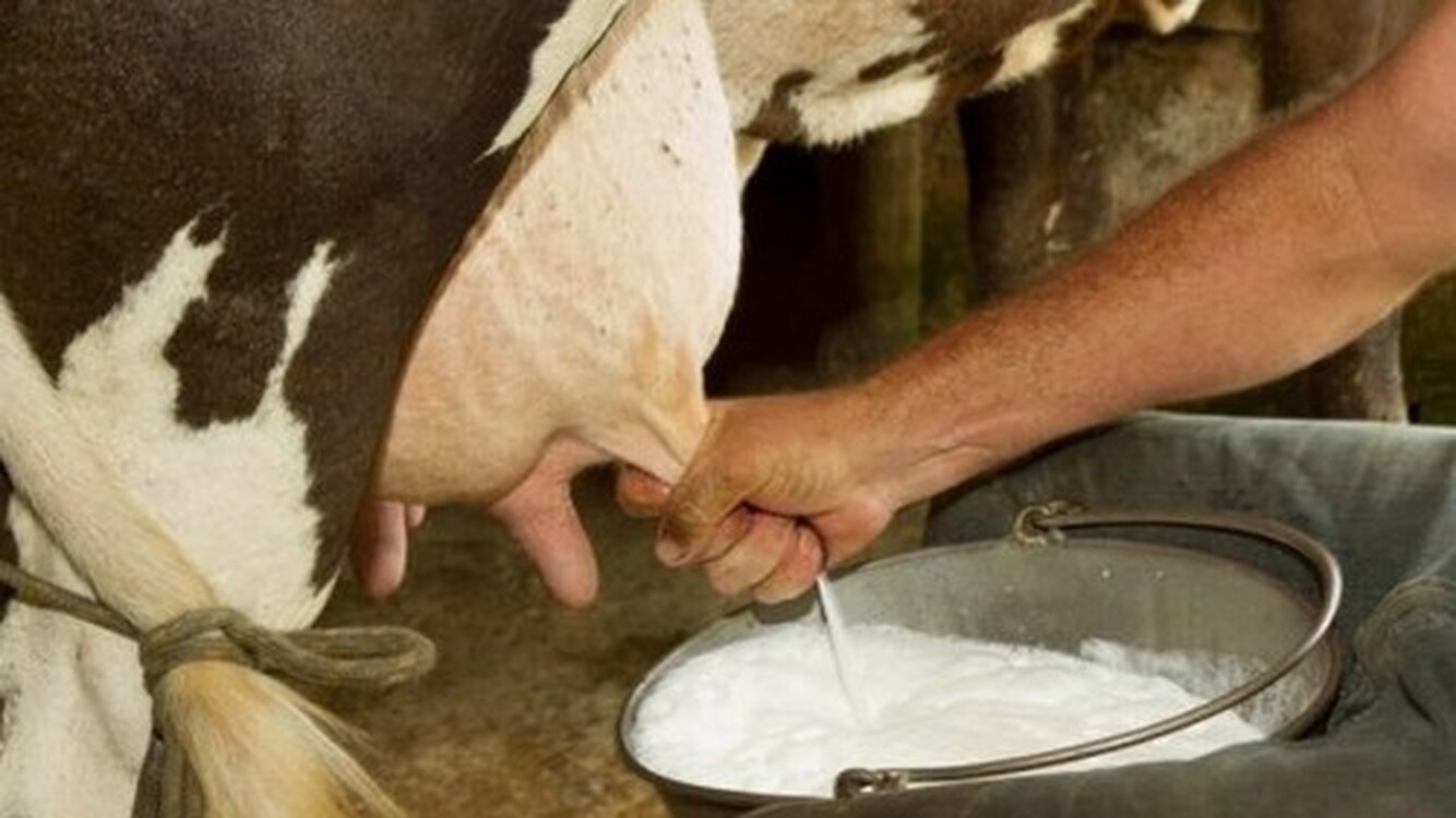 В 2021 году в Кыргызстане произвели на 30,9 тыс. тонн молока больше, чем в 2020 году — Today.kg