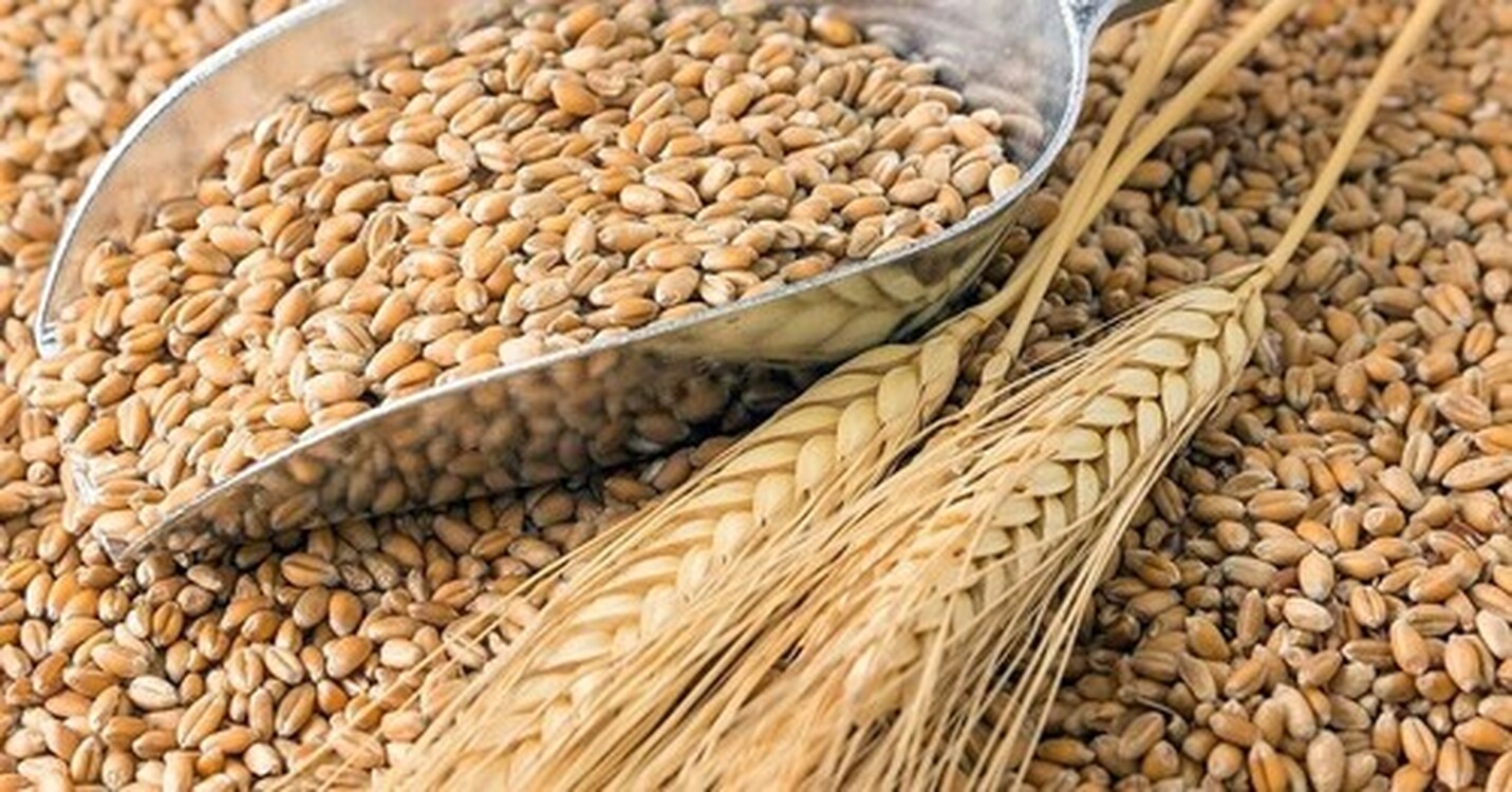 Госантимонополия установила закупочную цену на пшеницу — Today.kg