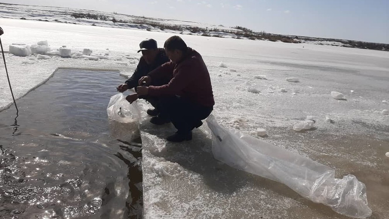 В Тюпском районе в озеро выпустили 1 млн мальков сиги-лудога. Фото — Today.kg