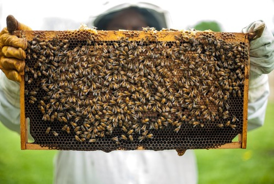 Потенциал Кыргызстана по производству мёда — 12 тыс. тонн в год, - Ассоциация пчеловодов — Today.kg