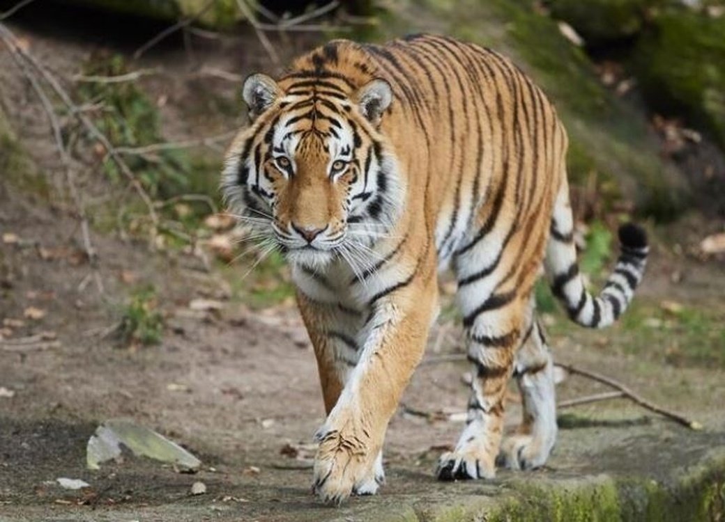 В Таджикистане тигр растерзал домашний скот — Today.kg