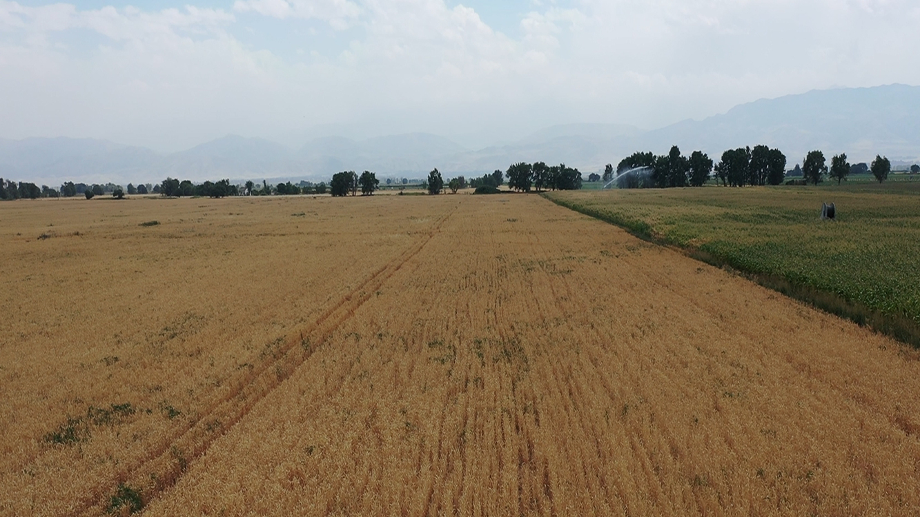 Россия будет продавать зерно Кыргызстану, несмотря на запрет экспорта – Минэконом — Today.kg