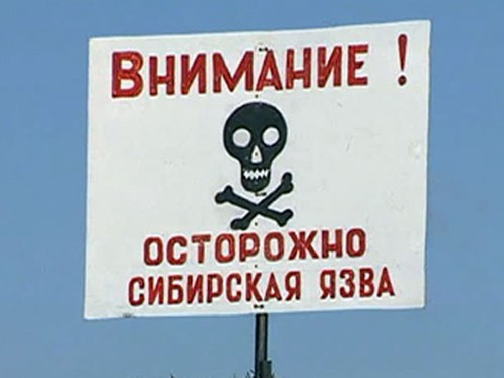 Минздрав подтвердил вспышку сибирской язвы в Аксыйском районе — Today.kg