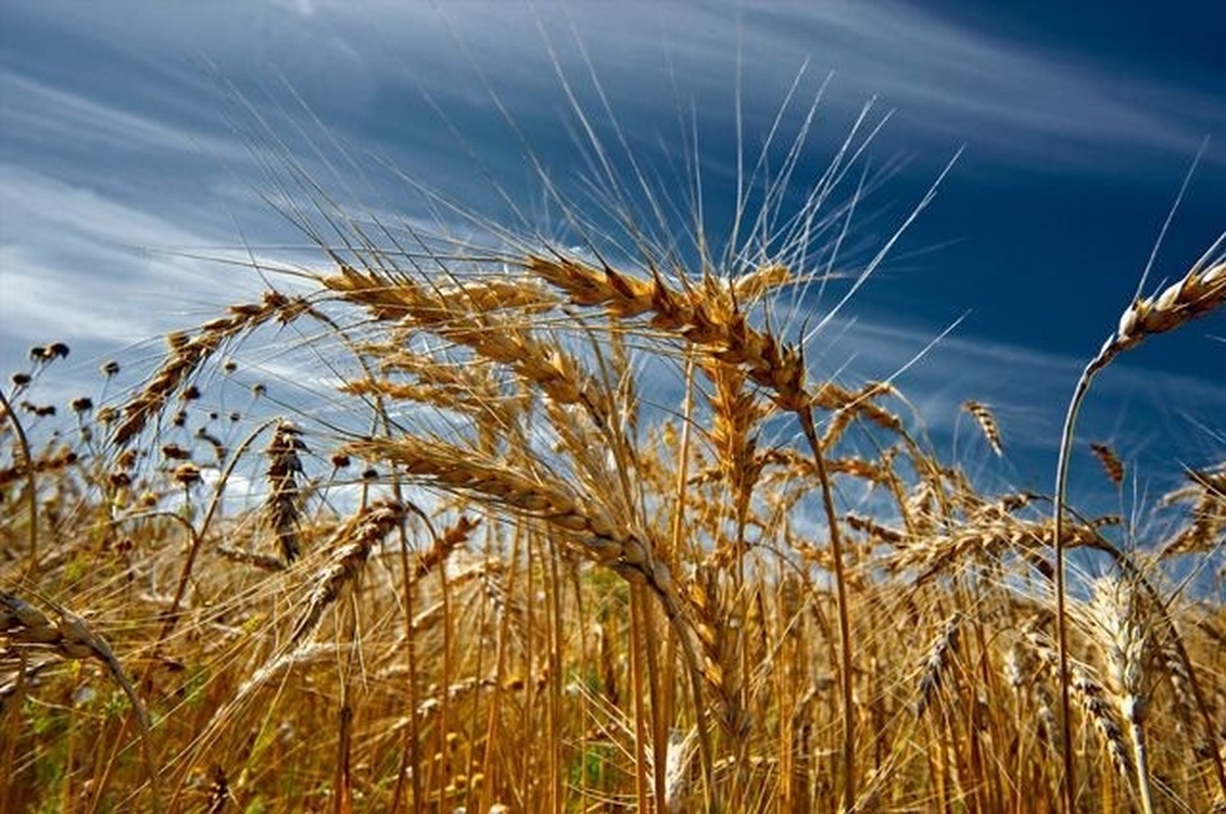На 40 процентов подорожала за год пшеница — Today.kg