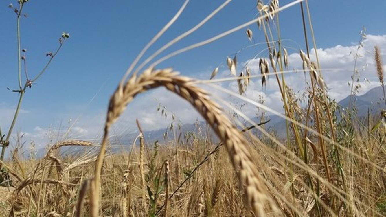 В 2022 году планируется посеять 180 тыс. га озимой пшеницы, - Минсельхоз — Today.kg