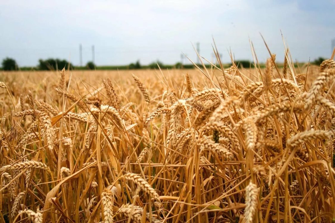 Минсельхоз: В этом году высокая урожайность пшеницы — Today.kg
