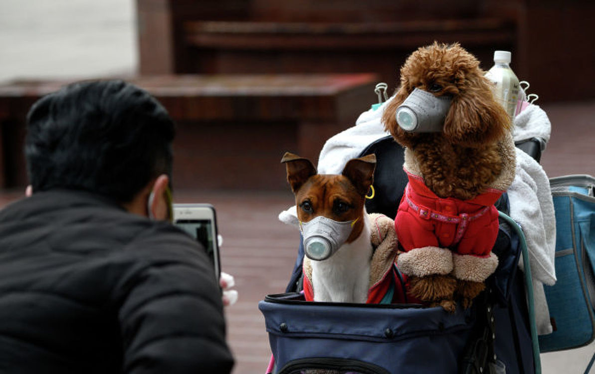Впервые у собаки выявили коронавирус — заразилась от хозяйки в Гонконге — Today.kg