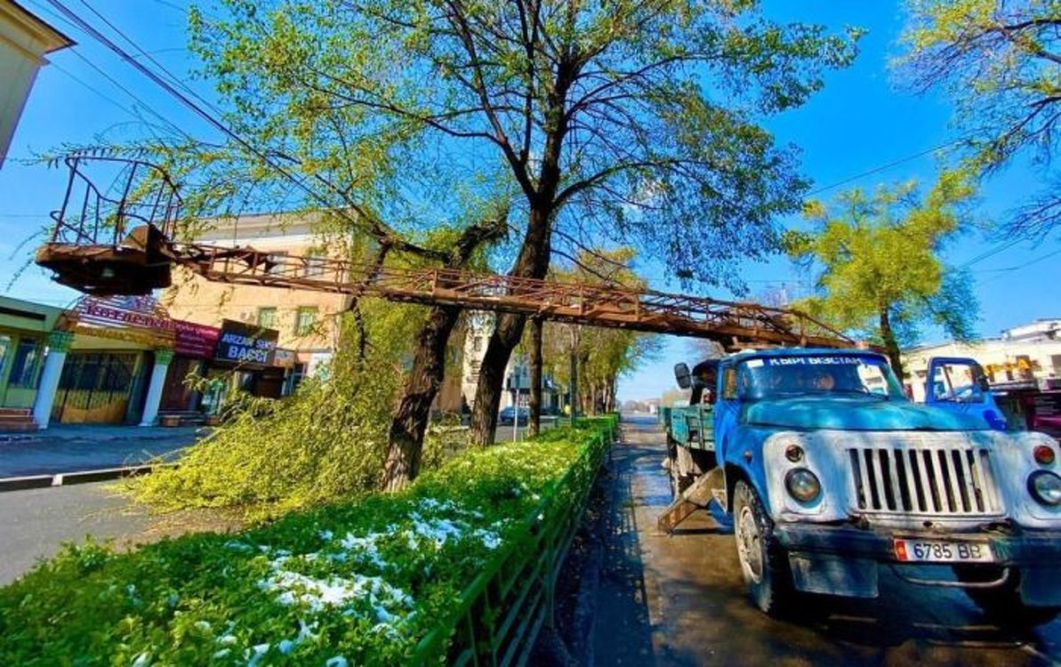 Упало 69 деревьев, повреждено 18 авто — последствия снегопада в Бишкеке — Today.kg