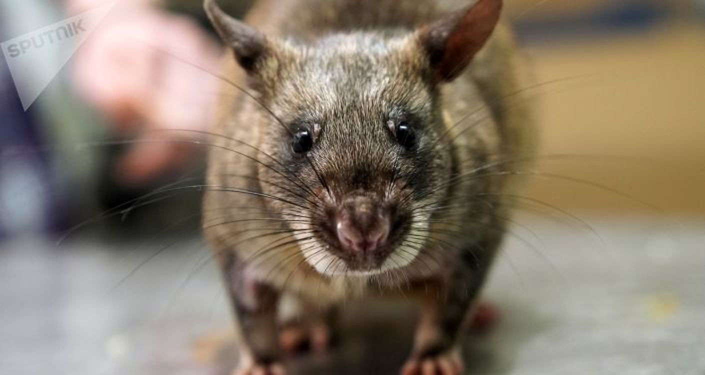 Крысы-алкоголики помогли найти способ лечения при интоксикации от выпивки — Today.kg
