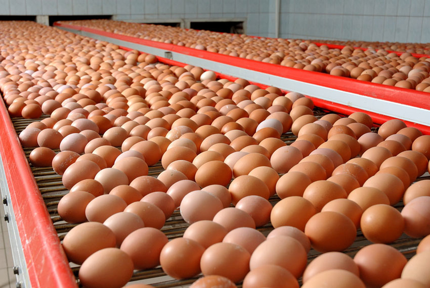 В Чуйской области наблюдается спад производства яиц на 3,9 млн штук, - Минсельхоз — Today.kg