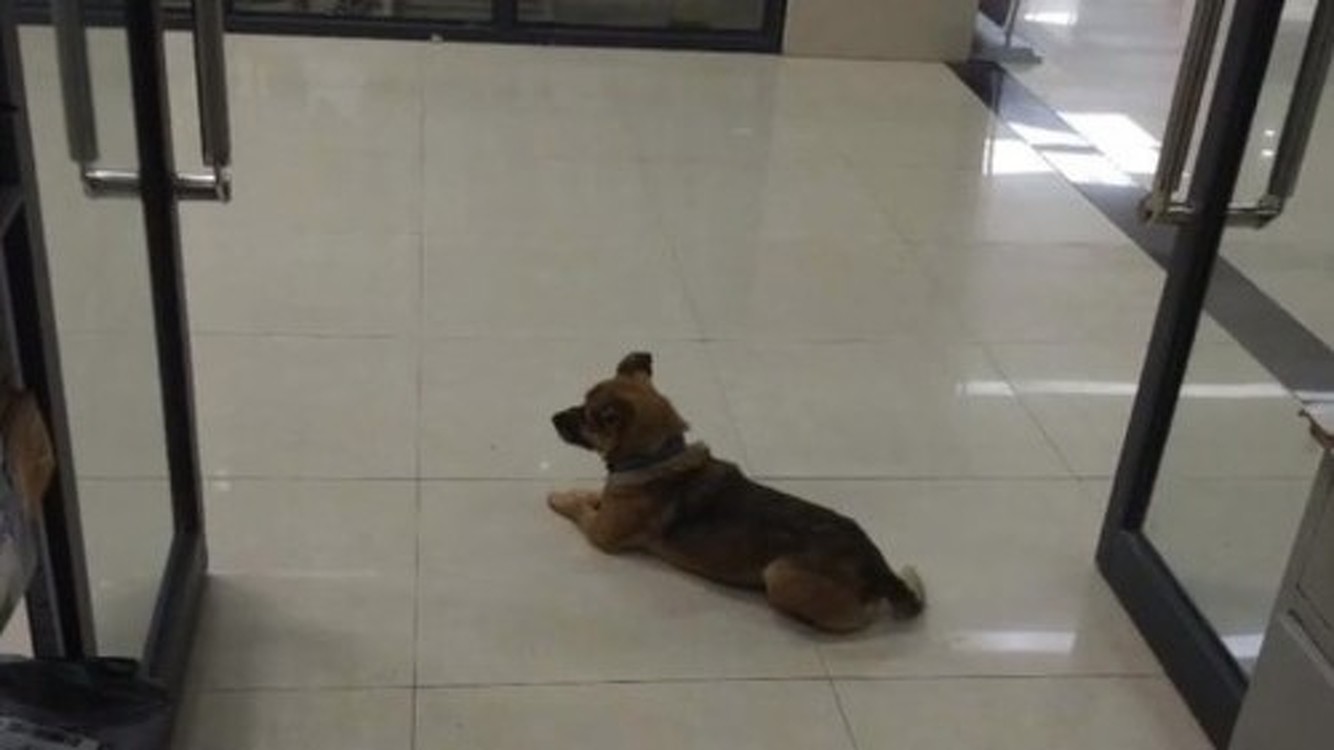 В Ухане собака продолжала ждать своего хозяина, умершего от коронавируса. Фото — Today.kg