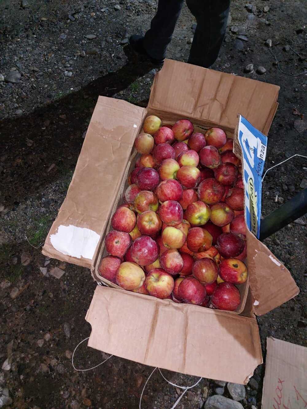 В Баткене задержали больше 3,5 тонны контрабандных яблок — Today.kg