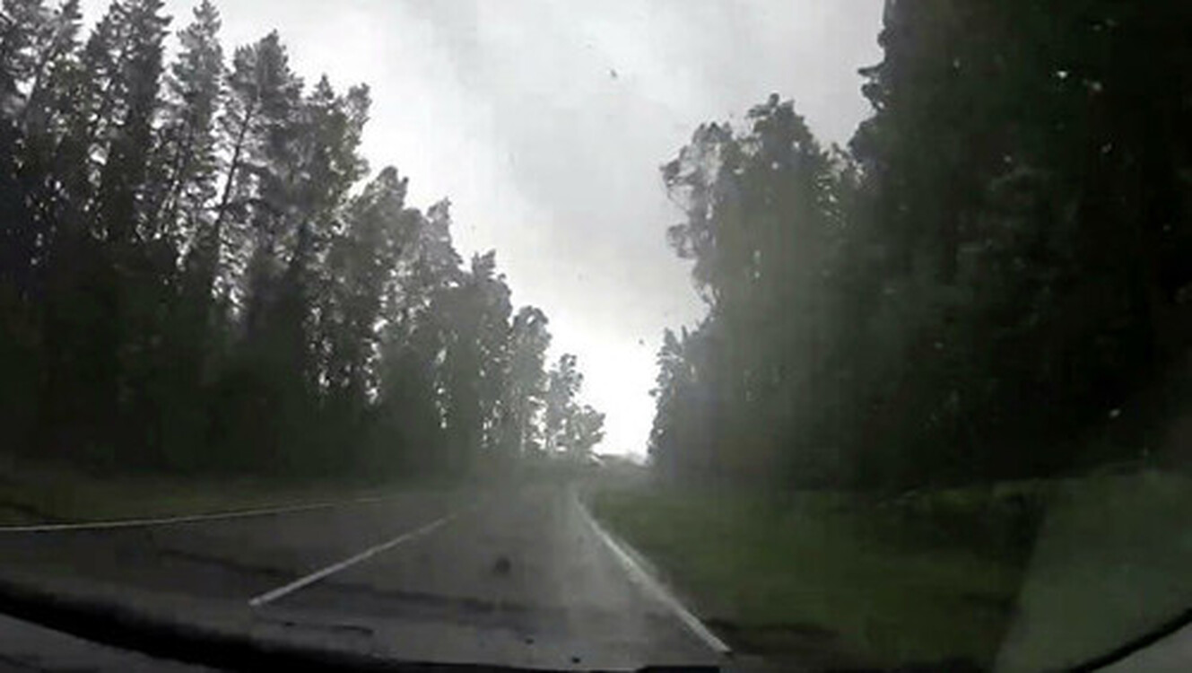 Туристы сняли на видео, как ураган за секунды вырвал десятки деревьев — Today.kg