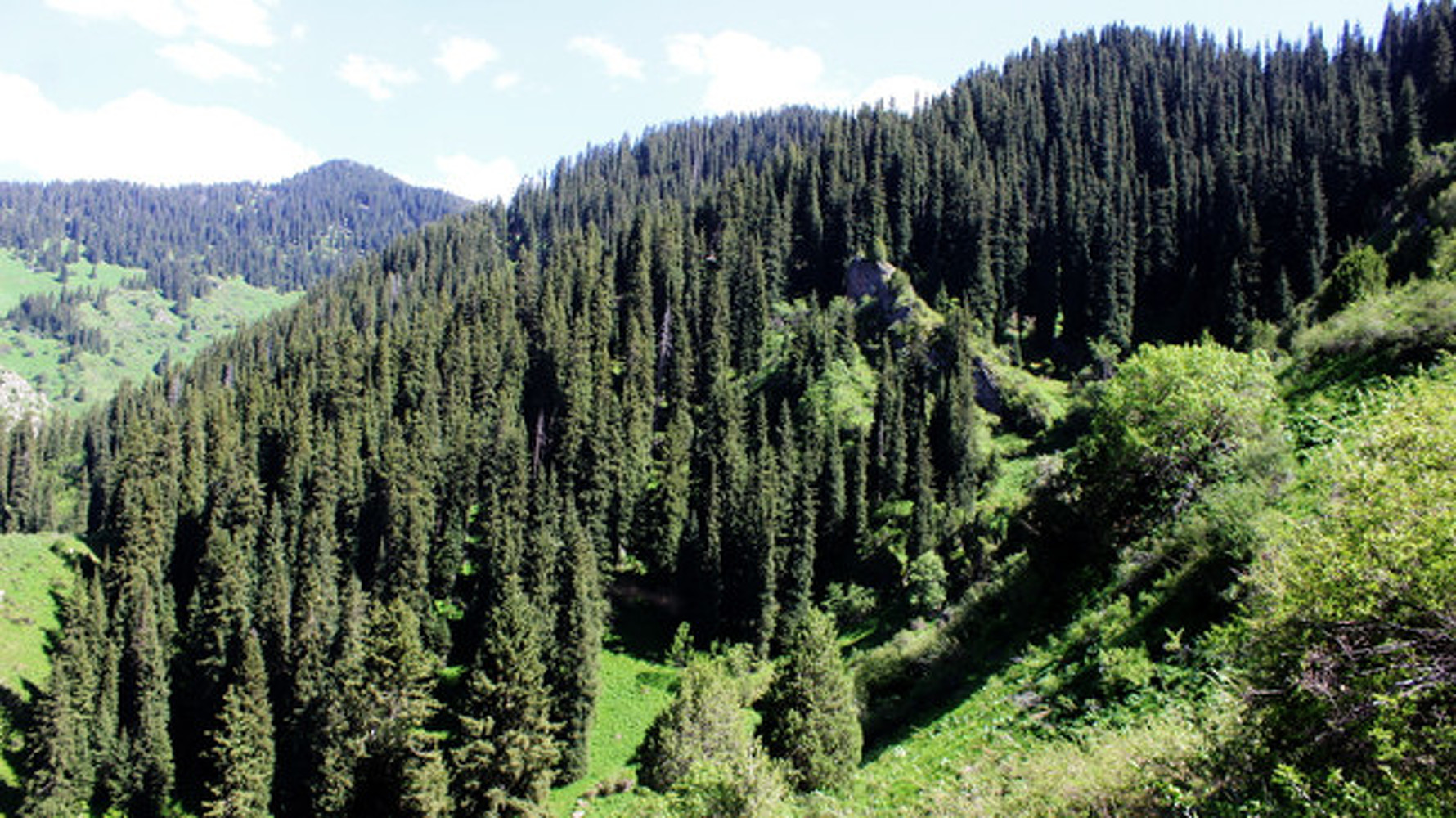 Широколиственные леса Кыргызстана