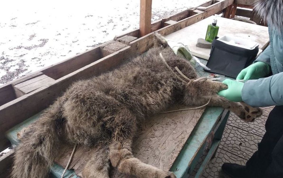 Что известно о пойманном в Бишкеке волке. Его осмотрели ветеринары — Today.kg