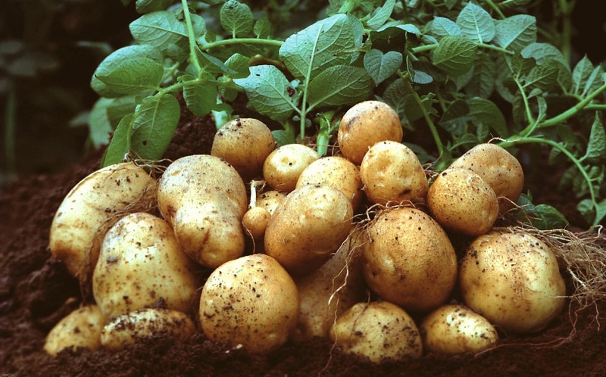 По Кыргызстану в этом году посеяли на 300 гектаров картофеля больше, чем в 2018 году — Today.kg