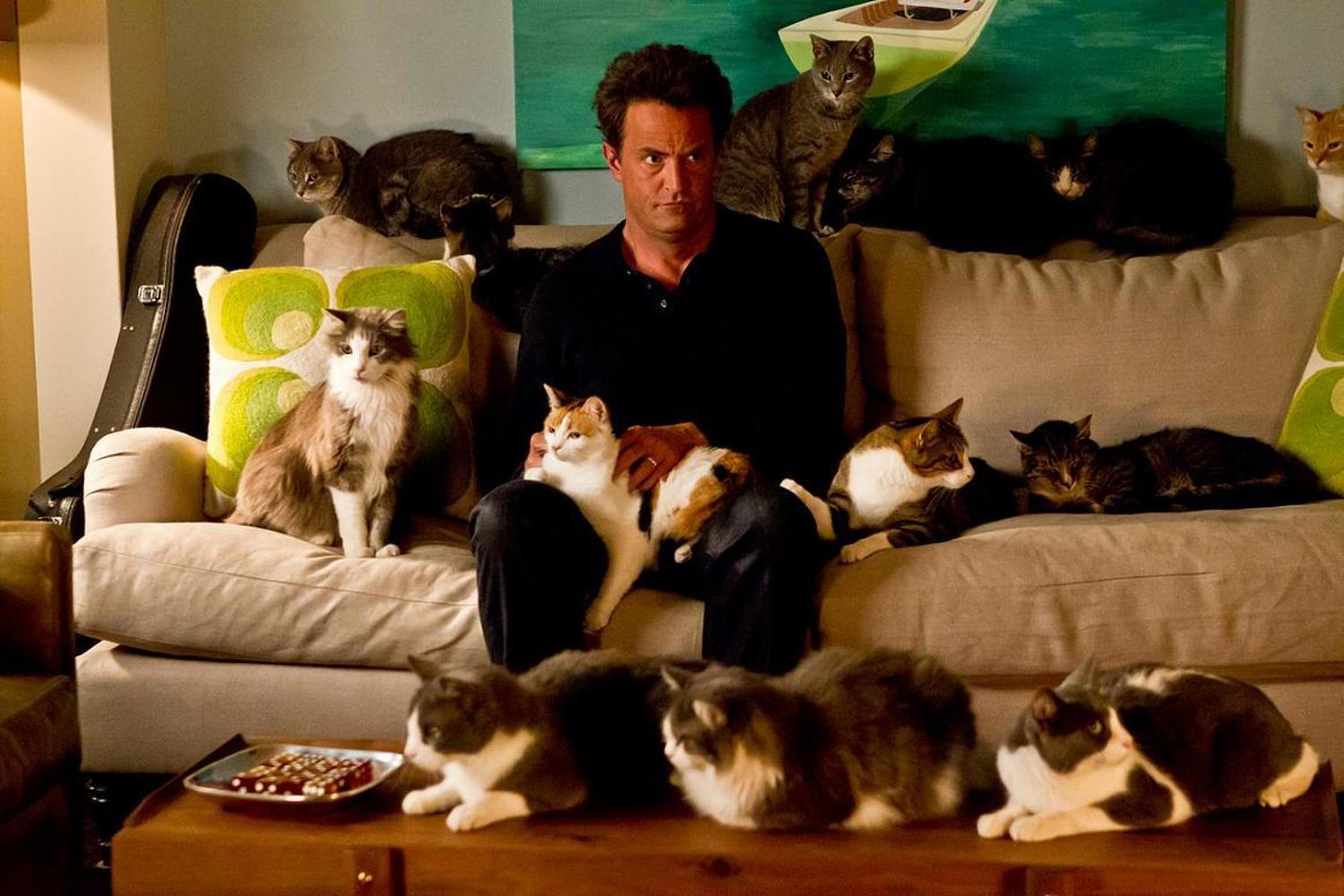 Я готов сразу несколько котов. Мэттью Перри с котами. Парень в куче котов. Человек в окружении котов. Человек и много кошек.