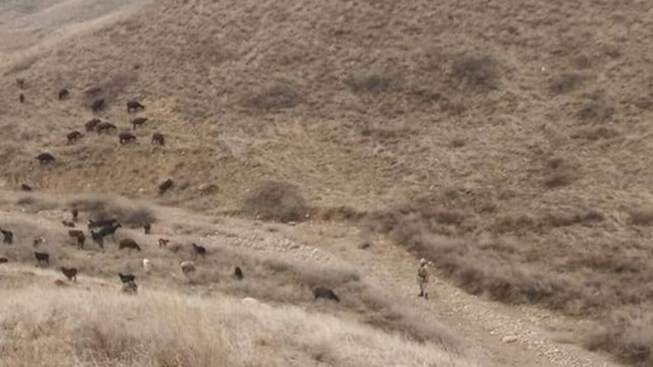 Кыргызстанцу вернули 65 баранов, которые перешли в Узбекистан — Today.kg