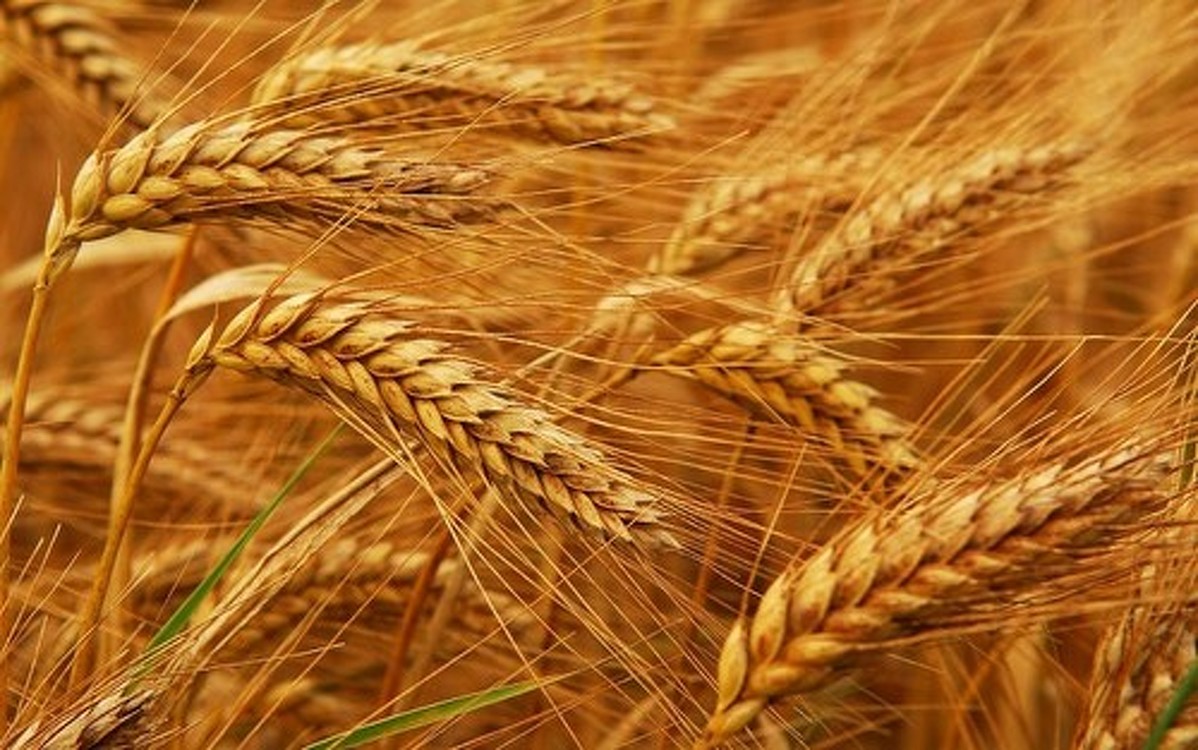 Правительство намерено закупить дополнительный объем пшеницы — Today.kg
