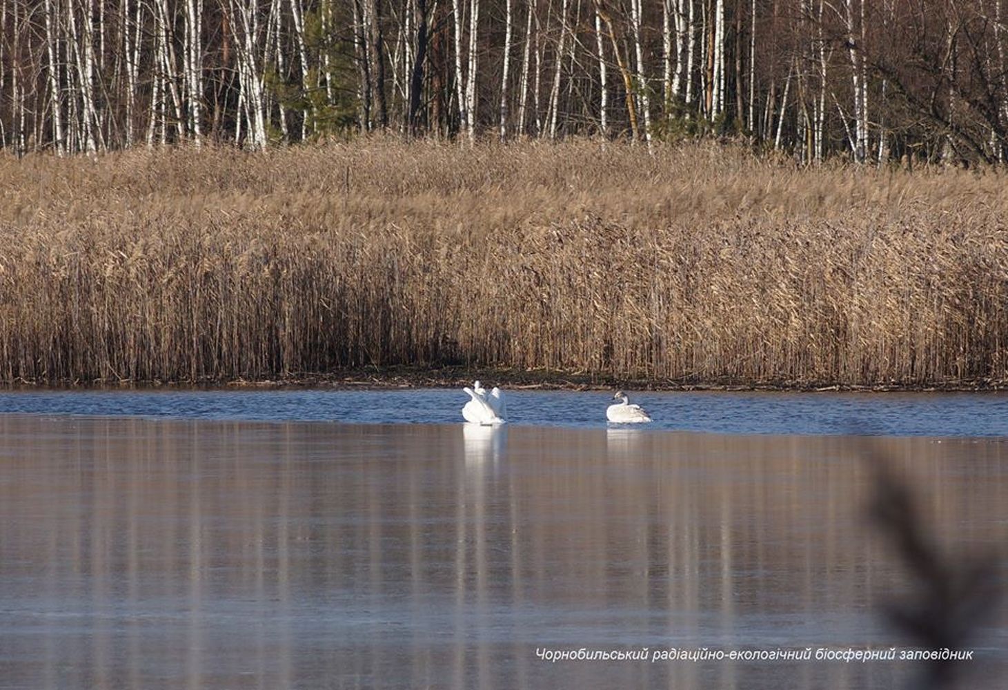 Появились фото стаи белых лебедей на реке в зоне отчуждения Чернобыльской АЭС — Today.kg