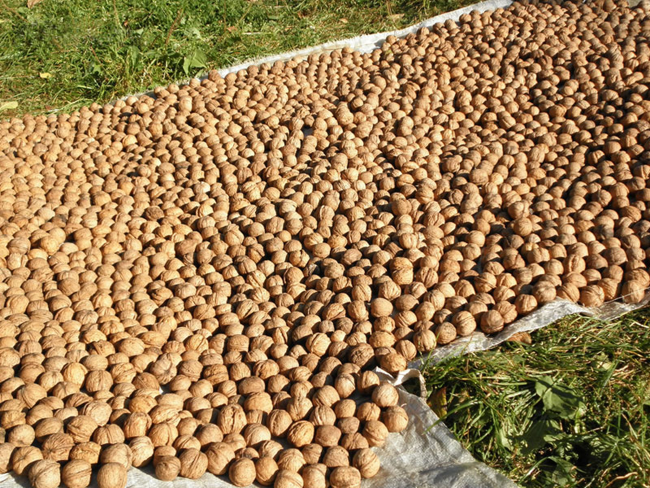 Депутат просит дать 10 дней, чтобы жители смогли собрать орехи в заповеднике «Дашман» — Today.kg