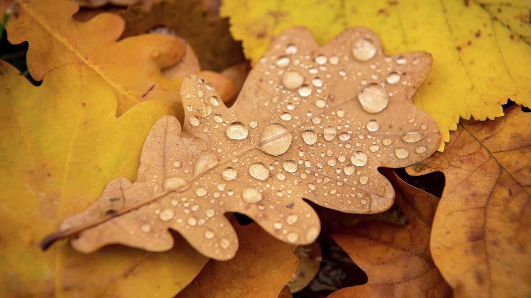 Дожди и грозы — погода по Кыргызстану на 29 сентября — Today.kg