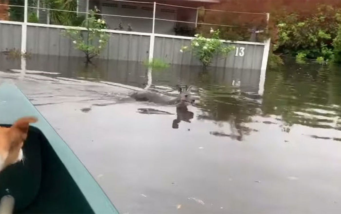 В Австралии наводнение — Today.kg