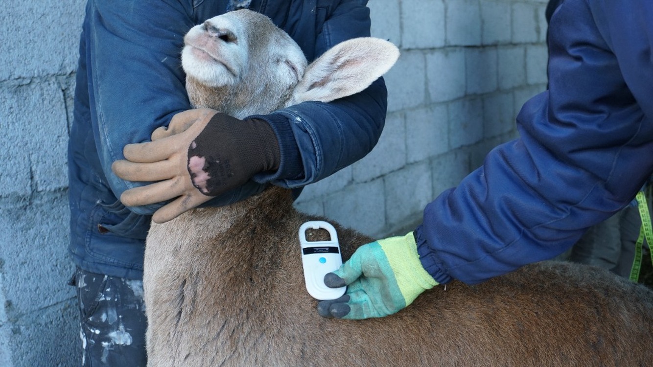 В Кыргызстане начали чипировать овец породы «Арашан» — Today.kg