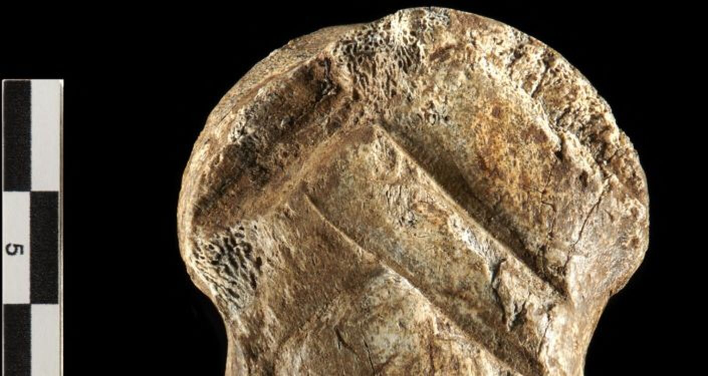 Найдено древнейшее украшение в мире, ему 51 тысяча лет — фото — Today.kg
