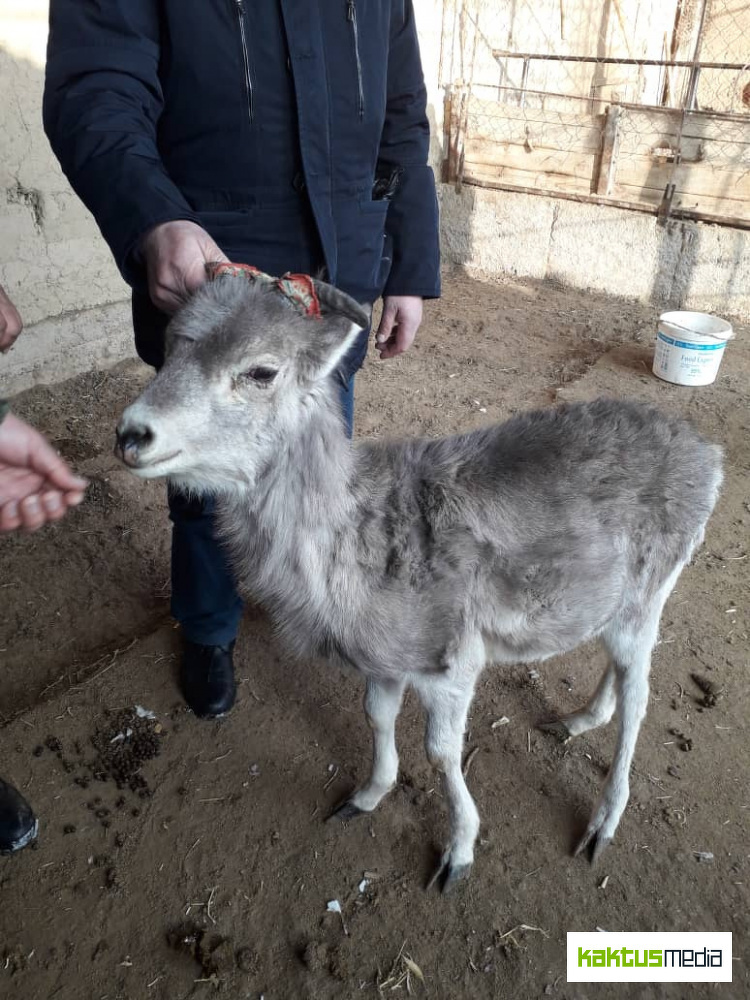 В Таласской области спасли детеныша архара — Today.kg