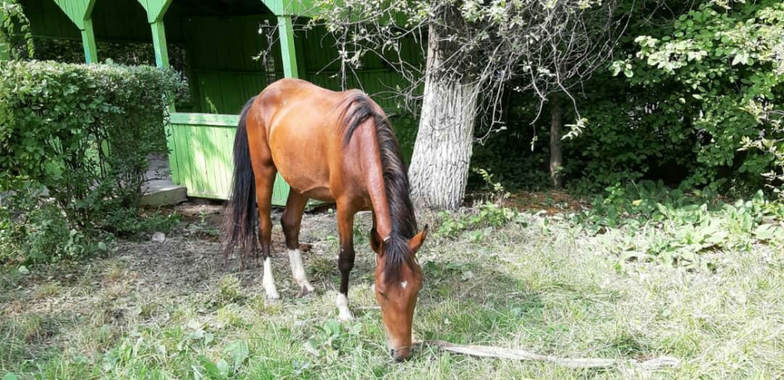 На центральной улице Бишкека нашли бесхозную лошадь — Today.kg