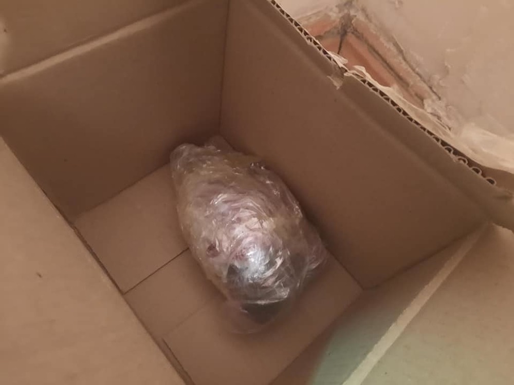 В Нарыне гражданской активистке отправили отрезанную голову собаки — Today.kg