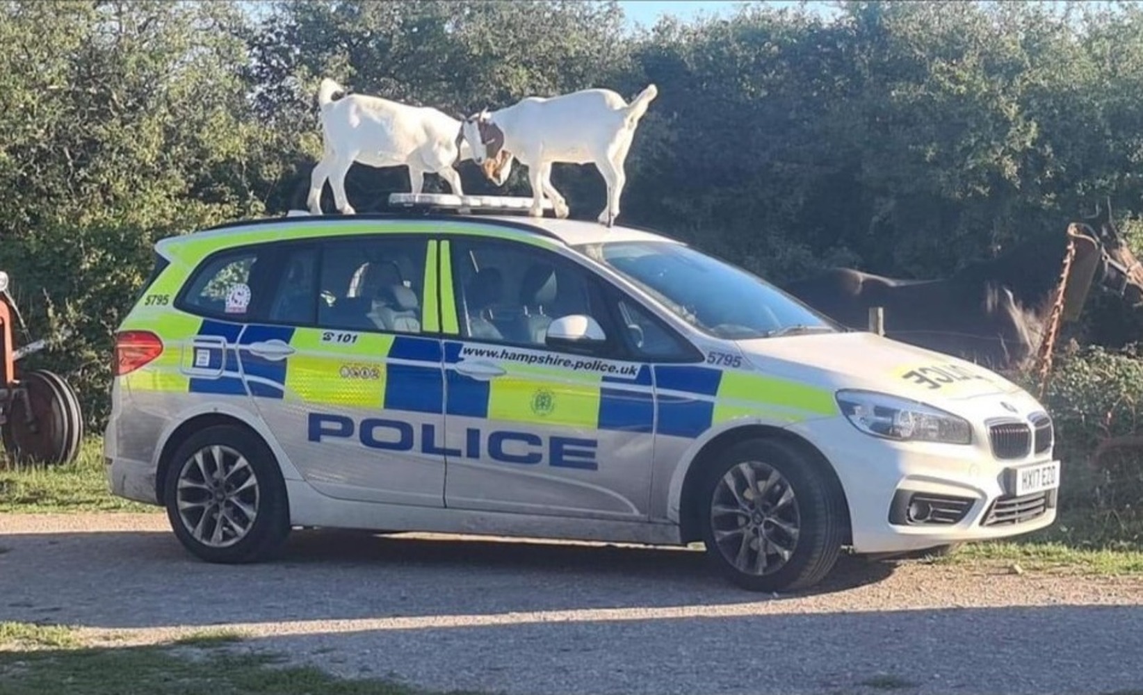 Две козы устроили драку на крыше полицейской машины — Today.kg