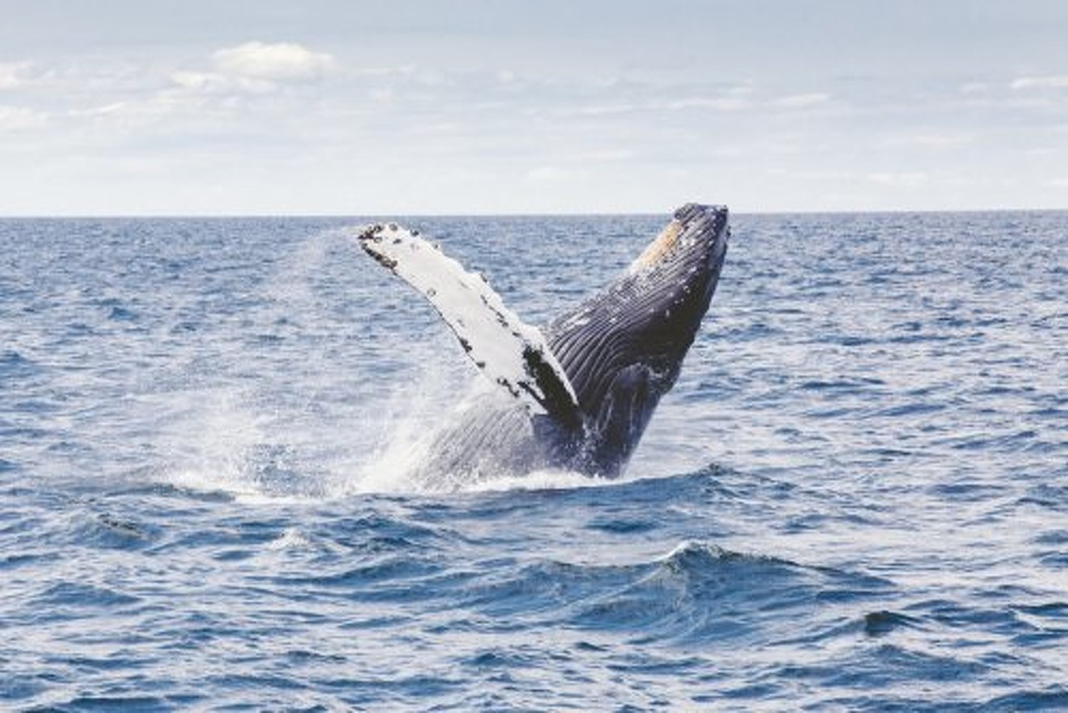 Ученые впервые записали уникальное пение японского кита — Today.kg
