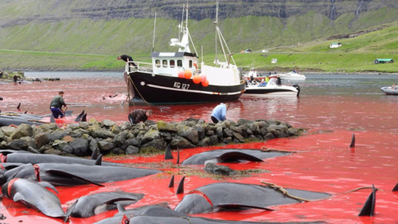 На Фарерских островах за один день убили рекордное количество дельфинов — Today.kg