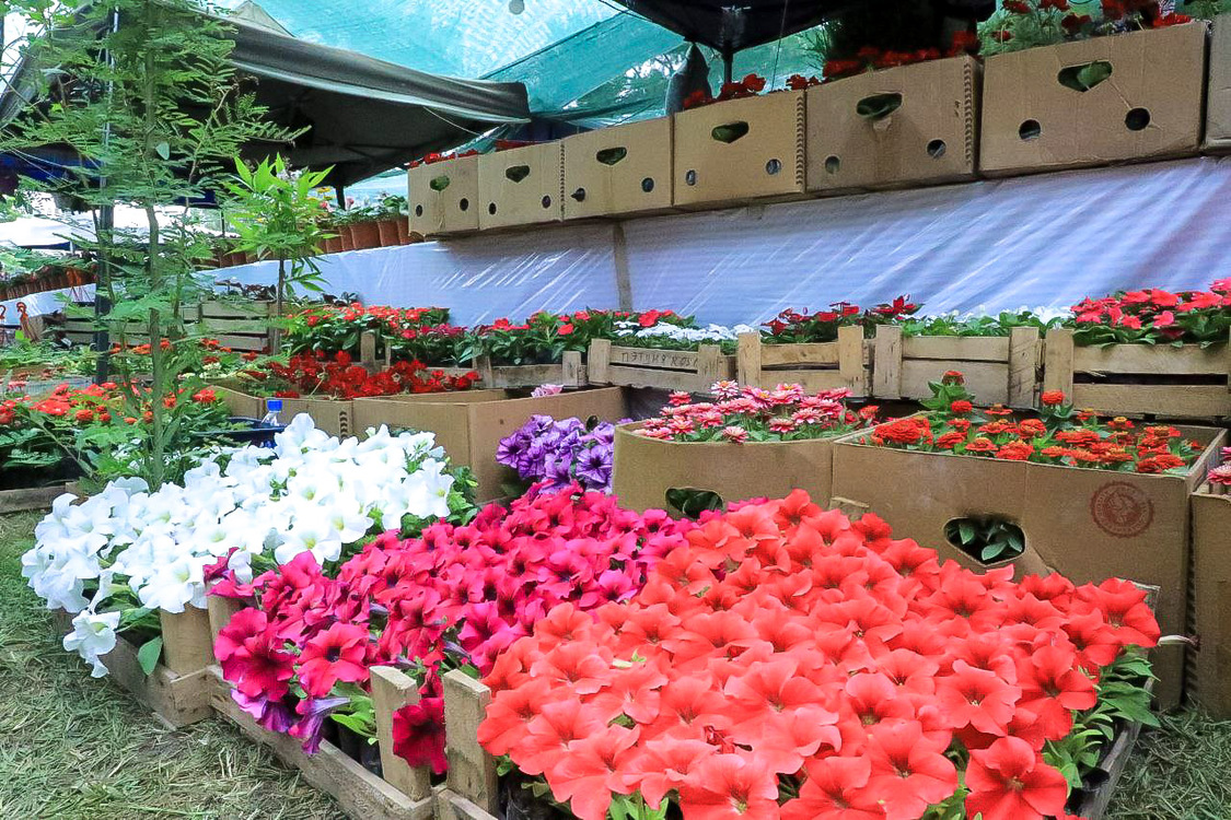 Город Наманган подарит Бишкеку 500 тысяч цветов — Today.kg