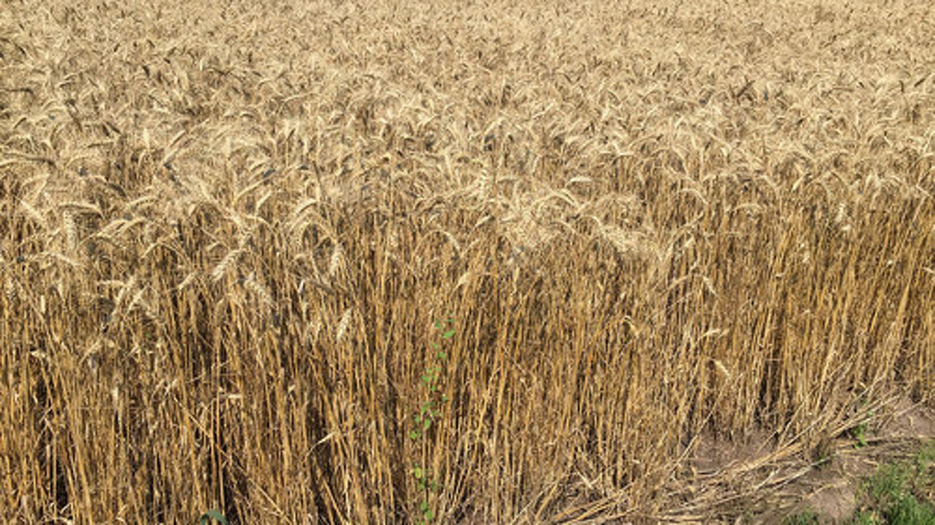 Госматрезерв закупает пшеницу на свыше 216 млн сомов — Today.kg