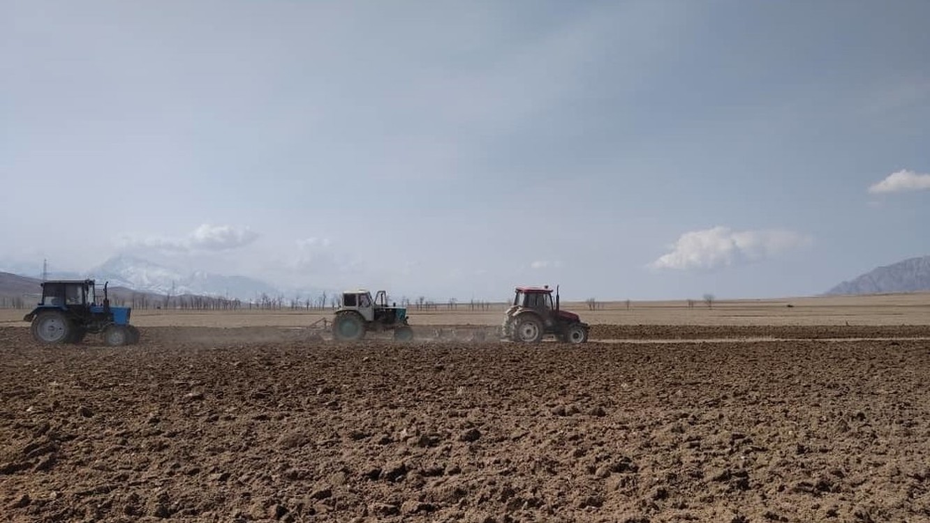 В Кара-Суйском районе увеличили посевы клевера и кукурузы — Today.kg