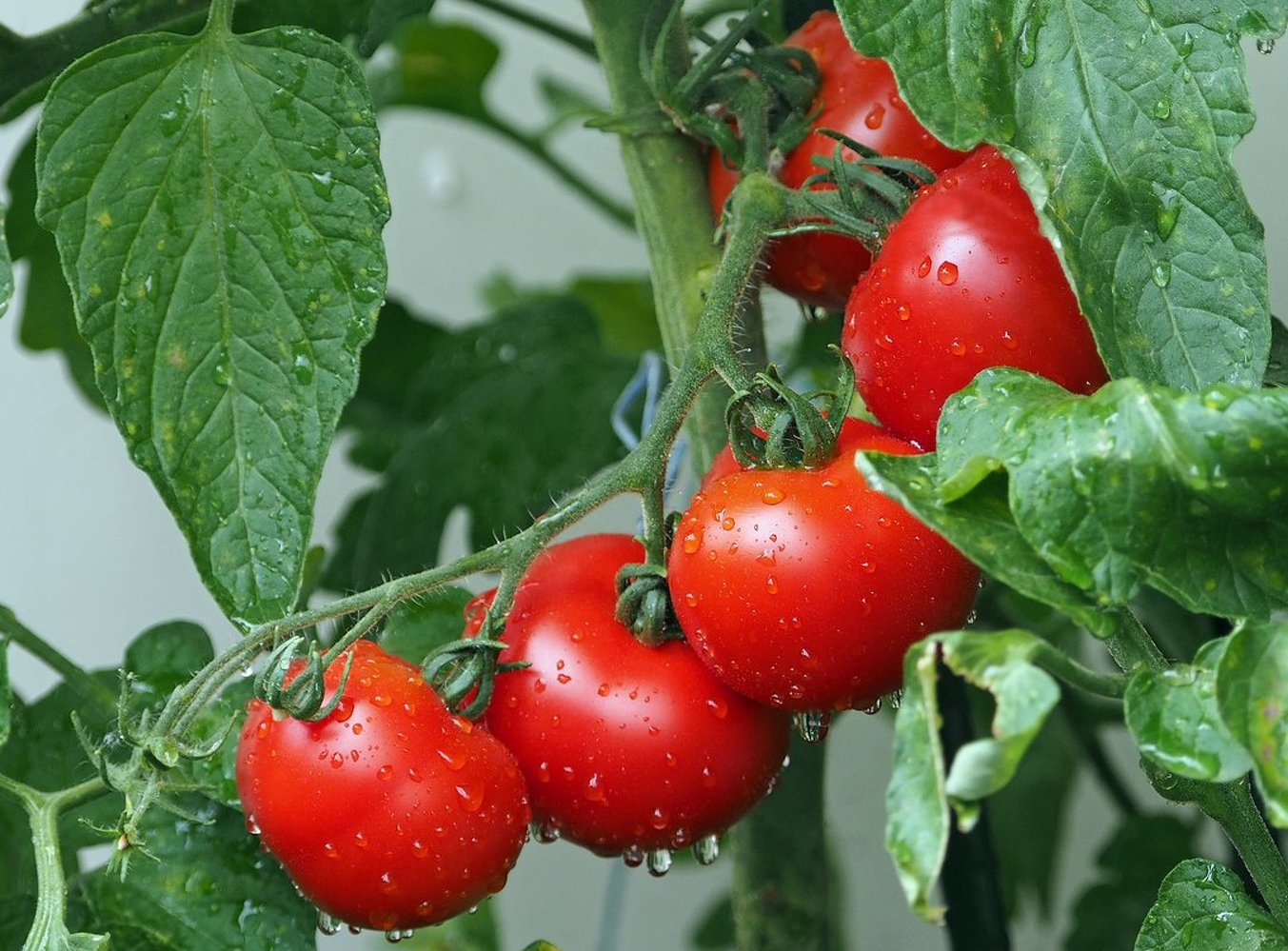Во Франции распространяется вирус, угрожающий томатам. Фермеры уничтожают целые поля — Today.kg