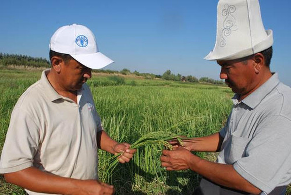 ФАО выделил 12 млн сомов для поддержки пострадавших от ситуации с COVID-19 фермеров и домохозяйств в Кыргызстане — Today.kg