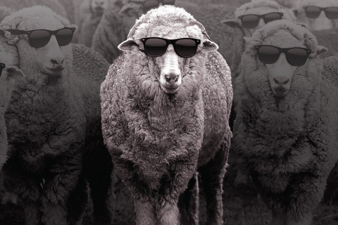 Австралийские ученые имплантировали овцам бионические глаза — Today.kg
