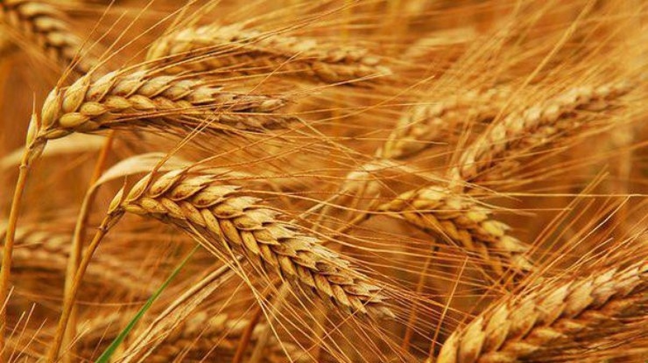 Продовольственная безопасность. В Кыргызстане увеличат посевы пшеницы — Today.kg