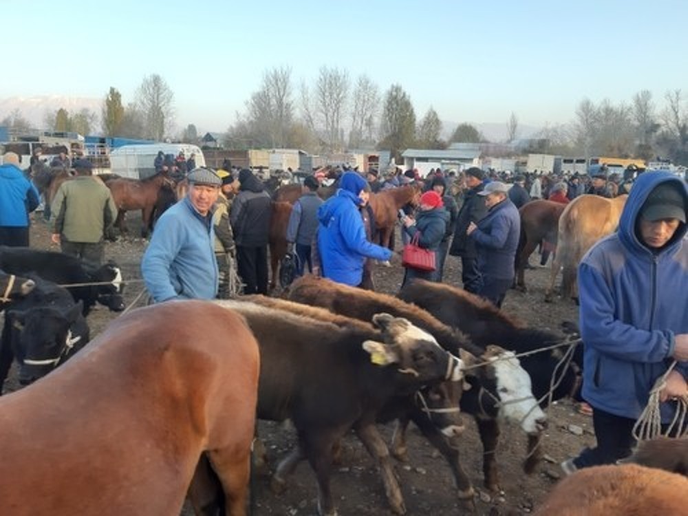 Запрет на вывоз живого скота продлится полгода, -  глава  Минсельхоза Т.Токтогазиев — Today.kg
